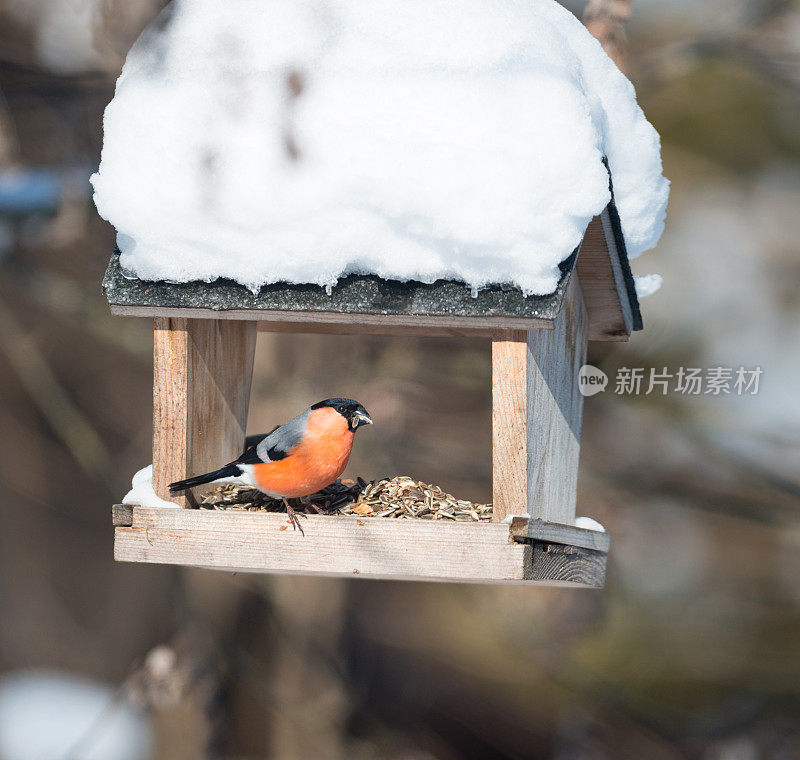 咆哮(Pyrrhula)， Eurasian Bullfinch